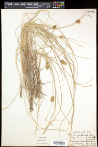 Carex bullata image