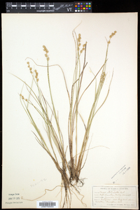 Carex echinata var. echinata image