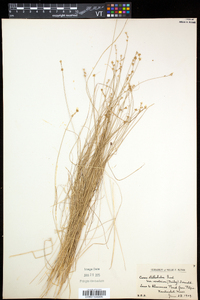 Carex echinata image