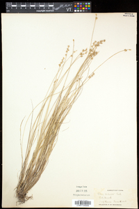 Carex echinata var. echinata image