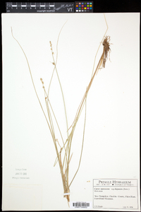 Carex canescens subsp. disjuncta image