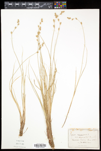 Carex canescens subsp. disjuncta image