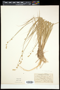 Carex canescens subsp. disjuncta image