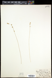 Carex canescens subsp. disjuncta image