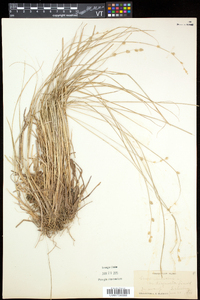 Carex canescens subsp. disjuncta image