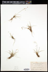 Carex capillaris image