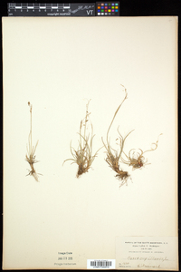 Carex capillaris image