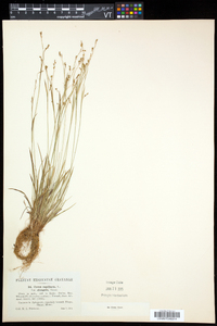 Carex capillaris subsp. capillaris image