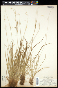 Carex capillaris image