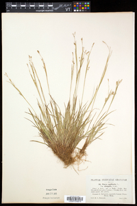 Carex capillaris image