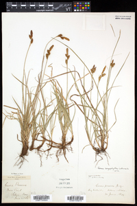 Carex caryophyllea image