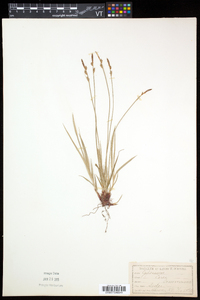 Carex communis var. communis image