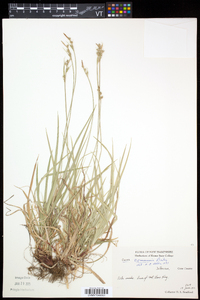 Carex communis var. communis image