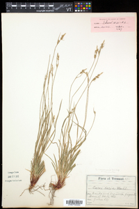 Carex communis var. communis image