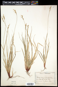 Carex communis var. communis image