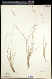 Carex communis var. communis image
