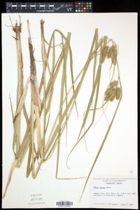 Carex comosa image