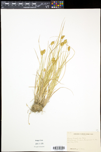 Carex crawfordii image