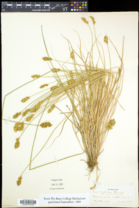 Carex crawfordii image