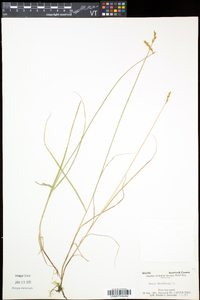 Carex crawfordii image