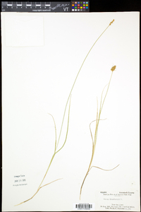 Carex crawfordii image