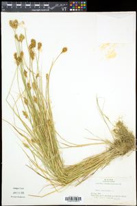 Carex crawfordii image