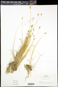 Carex crawfordii image