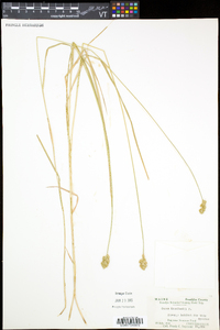 Carex crawfordii image