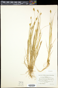 Carex crawfordii image