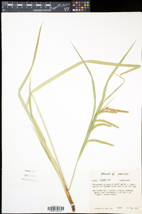 Carex crinita var. crinita image