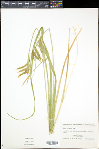 Carex crinita var. crinita image