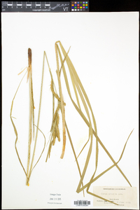 Carex crinita var. crinita image