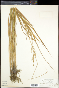 Carex crinita var. crinita image