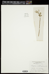 Botrychium matricariifolium image