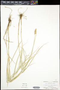 Carex cristatella image