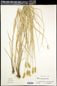 Carex cristatella image