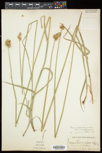 Carex cumulata image