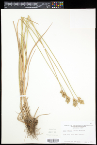 Carex cumulata image