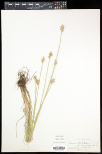 Carex cumulata image