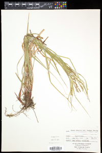 Carex debilis var. rudgei image