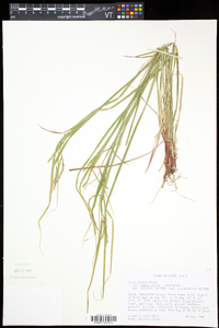 Carex debilis var. debilis image