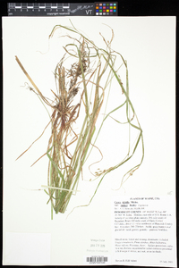 Carex debilis var. rudgei image