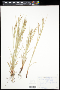 Carex debilis var. rudgei image