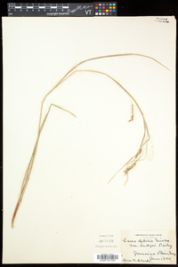 Carex debilis var. rudgei image