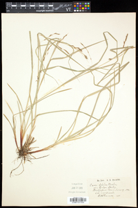 Carex debilis var. rudgei image