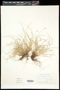 Carex deflexa image