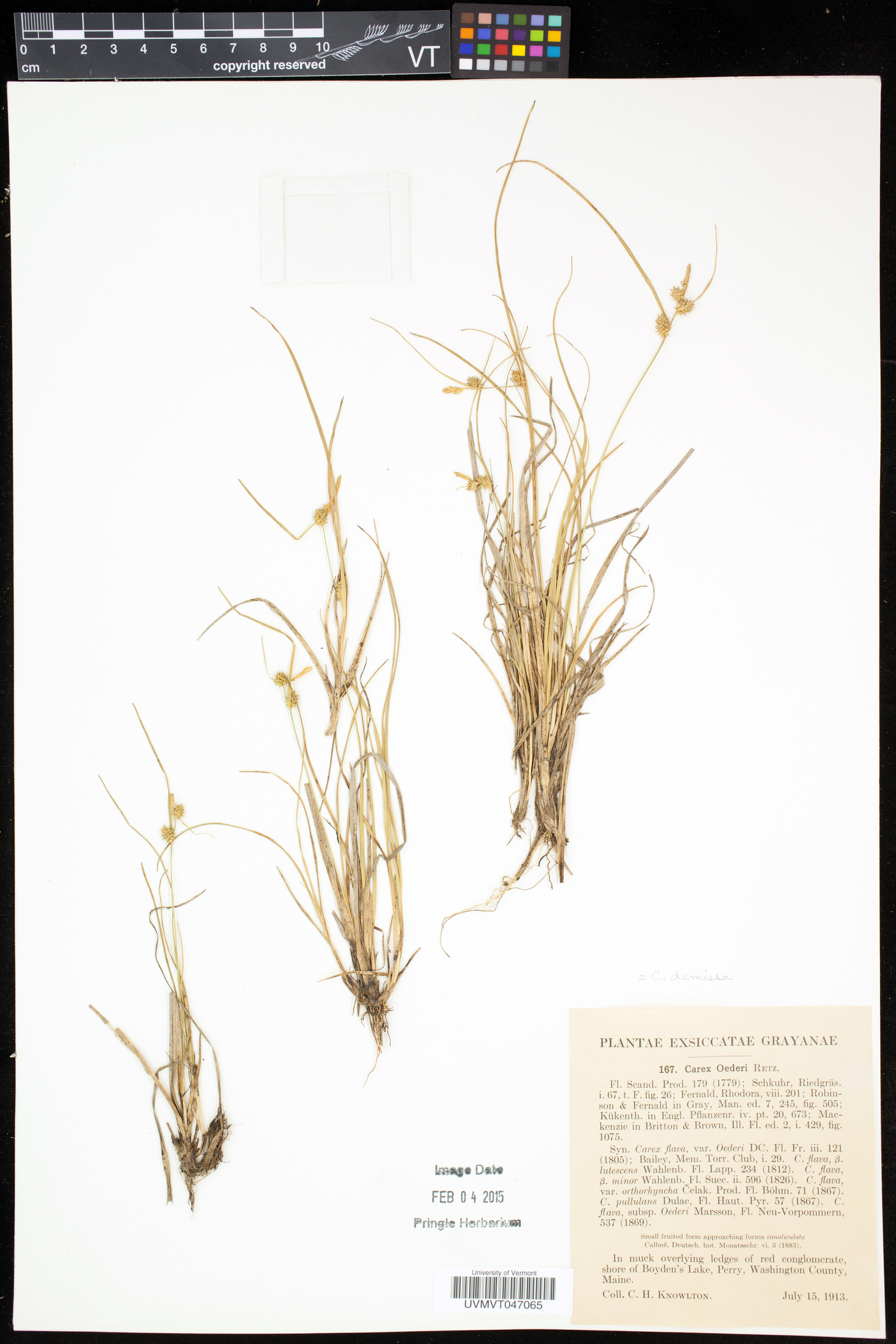 Carex viridula subsp. oedocarpa image