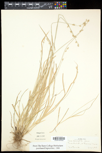 Carex deweyana var. deweyana image