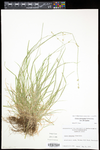 Carex deweyana image