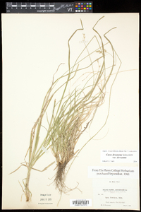 Carex deweyana var. deweyana image